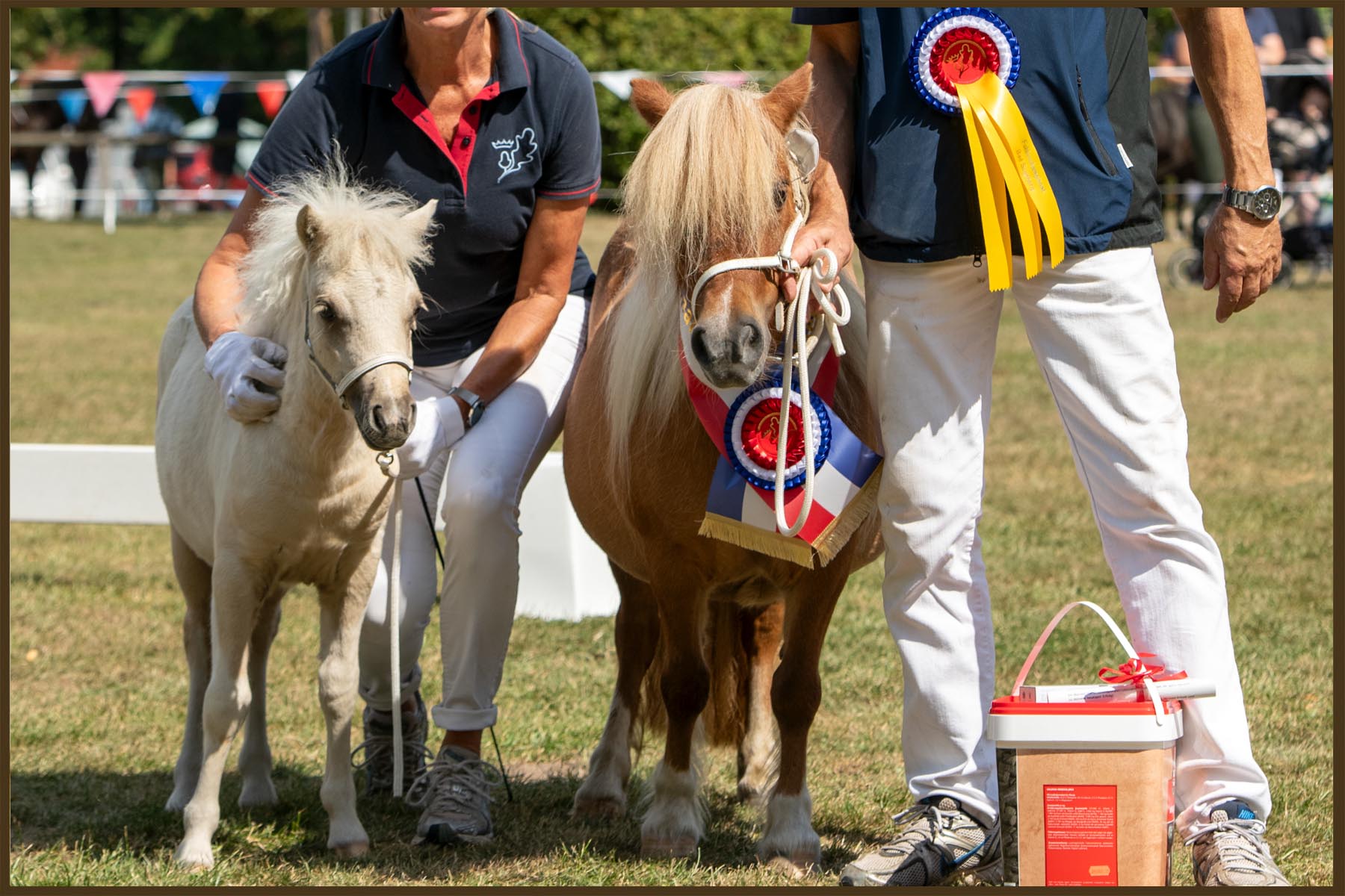 Fohlenchampionat Bad Segeberg 2026 -  Lesley Gold v. Herrenhof - Rassesiegerin